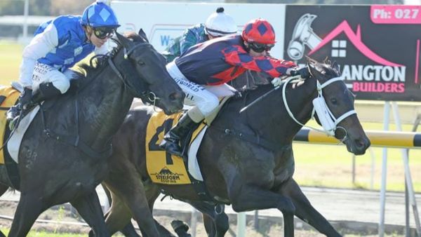 Gear change working wonders for New Plymouth gelding