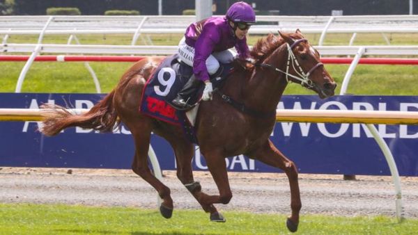 Platinum Pantheon earns Guineas shot