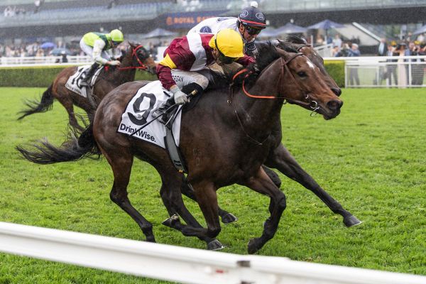 Prima Bella flies to first-up success