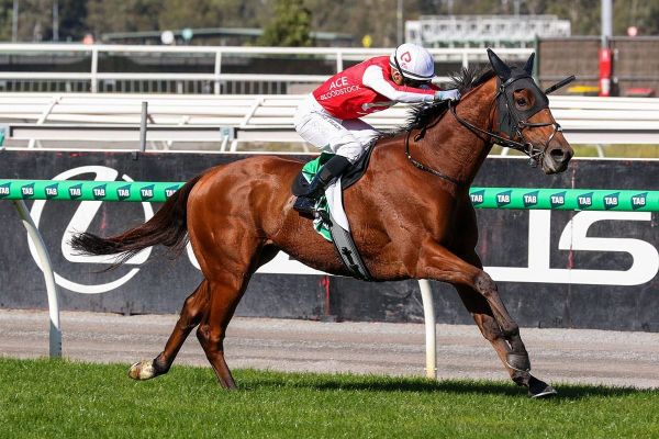 The $1300 stayer chasing a Melbourne Cup golden ticket