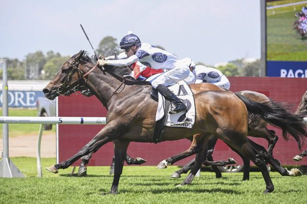 Thebudgiesmugla ready to strut his stuff in staying test