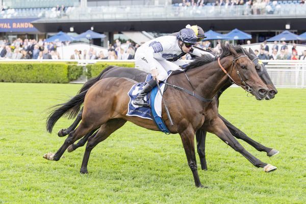 Thebudgiesmugla ready to strut his stuff in staying test