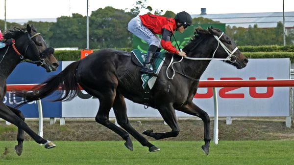 Vegas Queen back on top at Te Rapa