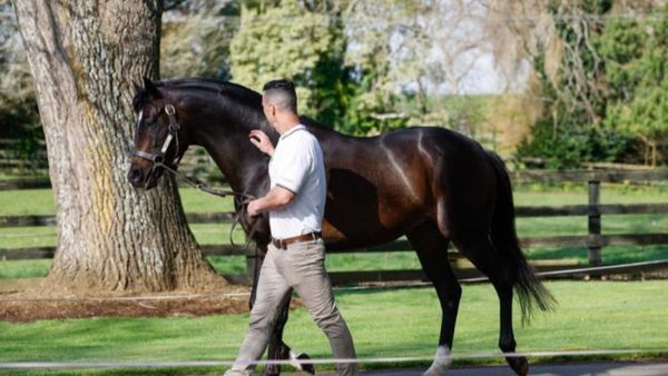 HK winners keep flowing for Highview sire