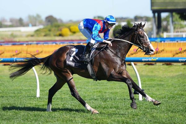 Zambardo’s chance to step up at Rosehill