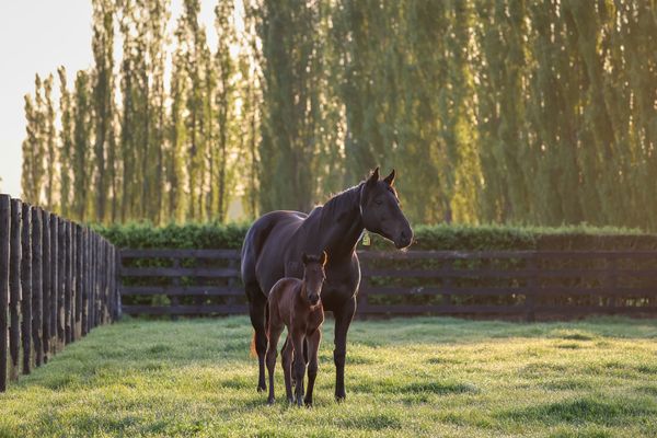 Last Chance to Enter National Breeding Stock Sale