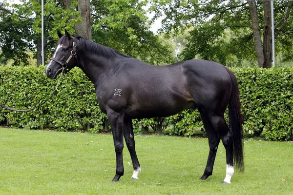Top-Level Stallion Talent in NZB National Weanling Sale Catalogue