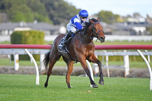 Progressive 4YO ready for open grade Te Rapa test