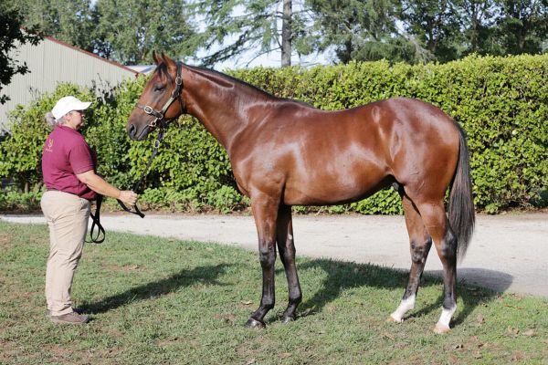 Stayers Cup test for improving Tulloch Lodge gelding
