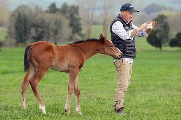 Curraghmore Set to Present Another Quality Karaka Weanling Draft