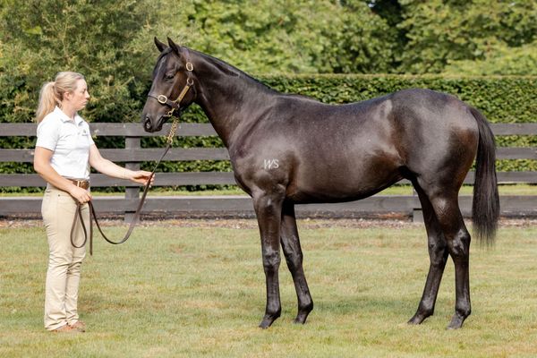 Hailstones hits the ground running for Noverre