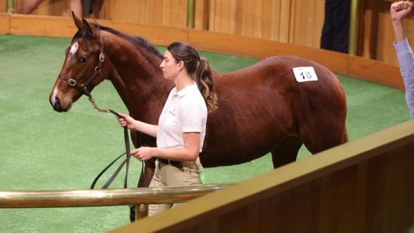 Super Seth’s penultimate Kiwi crop to the fore at Karaka