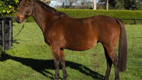 Quantity and quality in Milan Park’s Broodmare Sale consignment