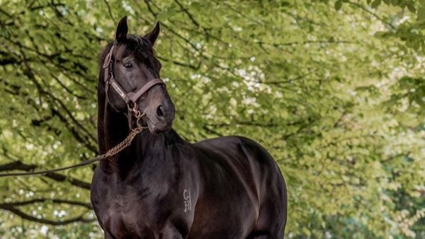 Champion sire Savabeel passes away