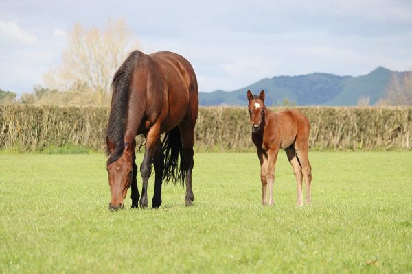 Ka Ying Rising puts his Kiwi breeders on the map