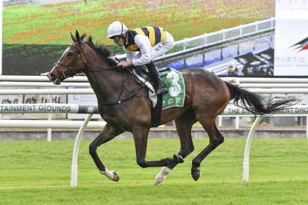 King Pedro after change of luck in Stayer's Cup