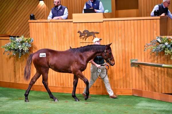 Hilal makes encouraging Karaka weanling debut