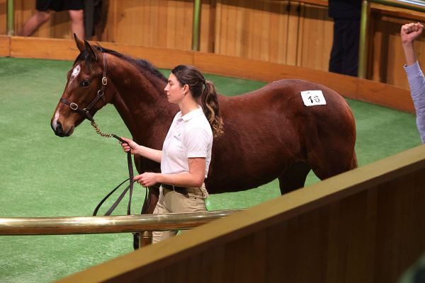 Super Seth’s penultimate Kiwi crop to the fore at Karaka