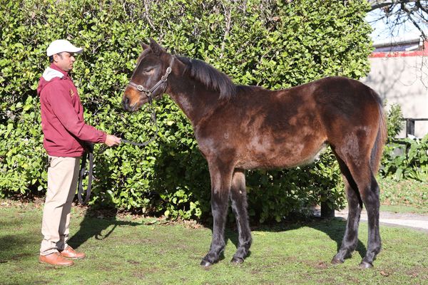 Hallmark to offer half-sister to Group One winner Bonny Lass