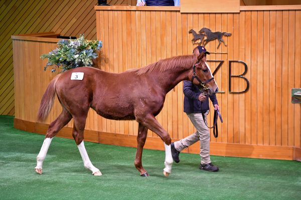 First Season Sires Shine at Booming National Weanling Sale