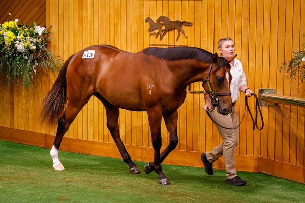 Entries Open for Karaka 2027