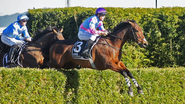 Nedwin scores gallant victory in Waikato Steeplechase