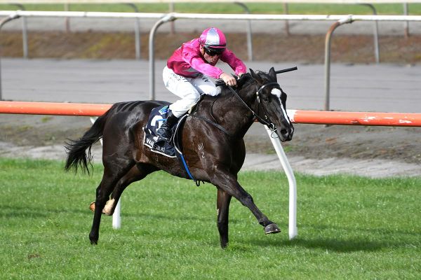 Group Two performer to resume at Matamata