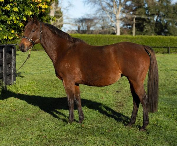 Quantity and quality in Milan Park’s National Online Breeding Stock Sale consignment