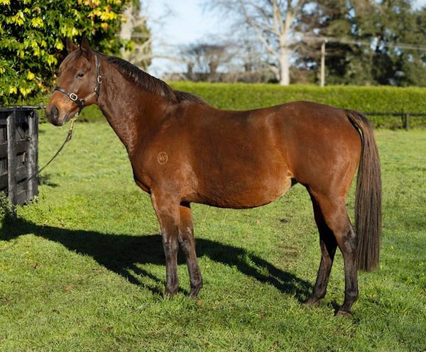 Quantity and quality in Milan Park’s National Online Breeding Stock Sale consignment