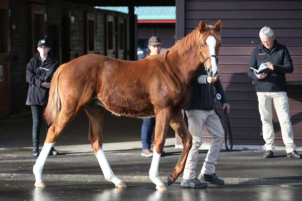 Chaldean makes big statement with first Karaka weanling