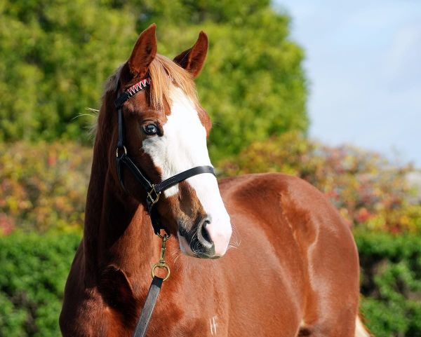 Snitzel’s son Mr Mozart a popular newcomer