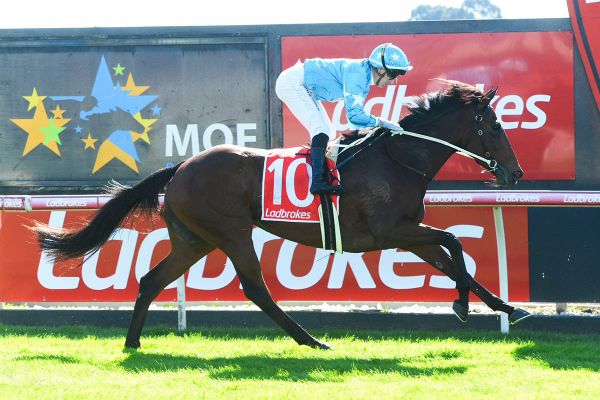 3YO staying trio a feature for Price-Kent