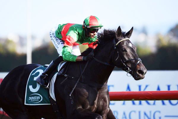 Wexford juvenile expected to give strong account