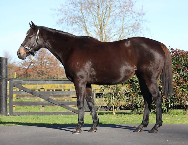 Savabeel factor in National Online Breeding Stock Sale
