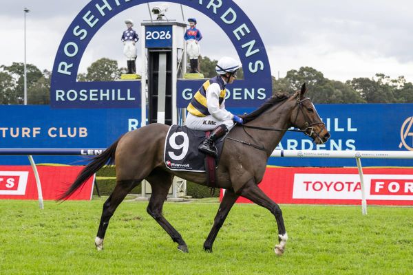 King Pedro highly fancied in Grafton Cup