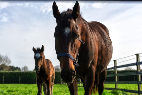 Bidding Underway for National Online Breeding Stock Sale