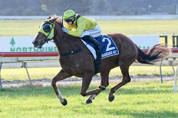 Drop Of Something scores dogged win in Whangarei Gold Cup