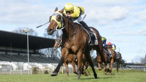 Local gelding to take new road at Cambridge