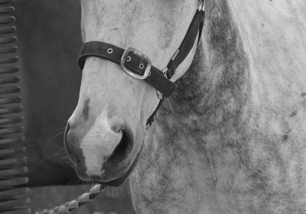 Strangles outbreak prompts new racing protocols