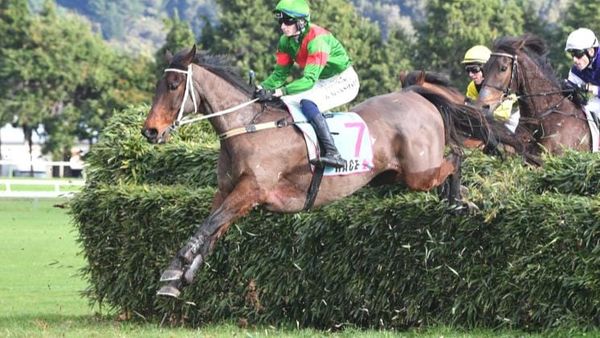Brucie brave in Wellington Steeplechase triumph