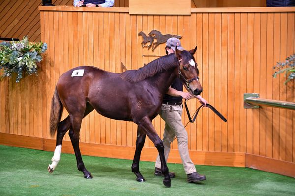 Mr Mozart’s first weanlings impress at Karaka