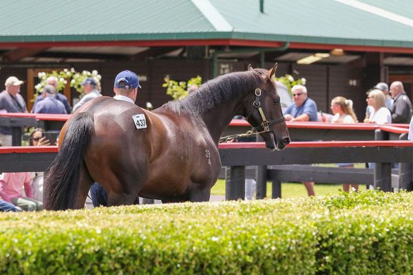 Karaka 2027 Entries Close Today