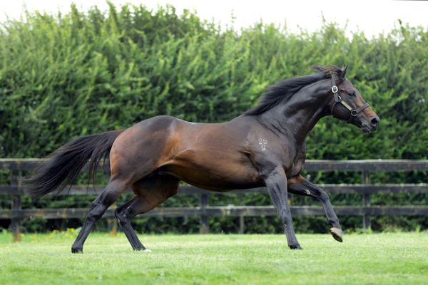 Proisir on target for second sires’ title