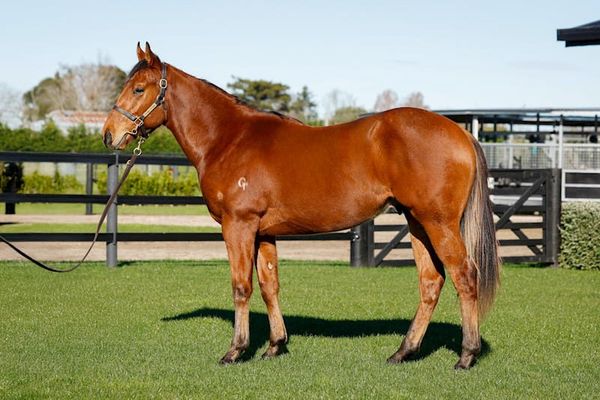End of an era as Dr Gene Tsoi disperses prized bloodstock via Gavelhouse Plus