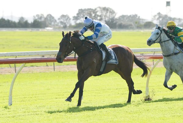 Logan hoping return north can revitalise Group Three performer