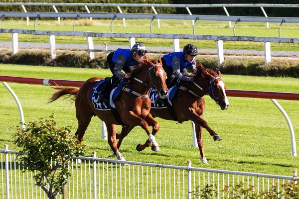 NZB Unveil Unrivalled Ready to Run Sale Catalogue