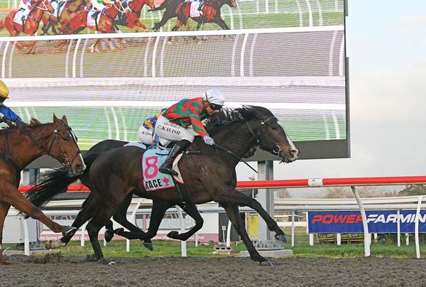 Well-related mare charting her own path