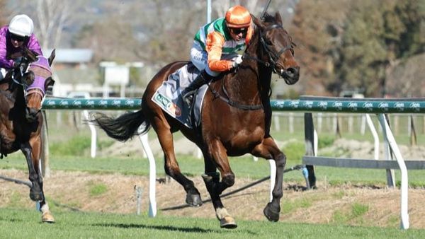 Handy win for Knock Off at Hastings