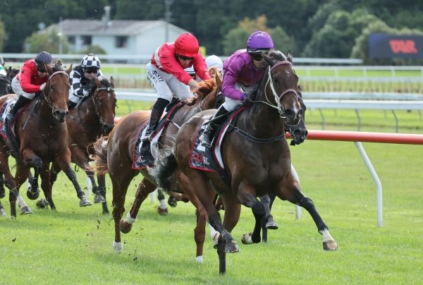Sole CD contender primed for Proisir Plate