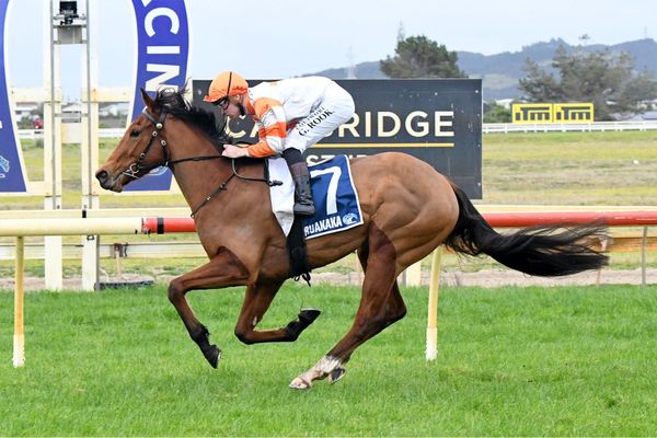 Saint chasing hometown stakes success